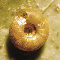 VA_LandSnails