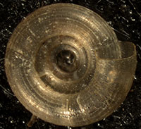 VA_LandSnails