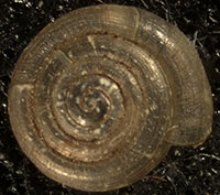 VA_LandSnails