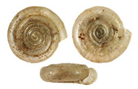 VA_LandSnails