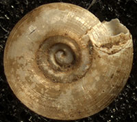 VA_LandSnails