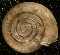 VA_LandSnails