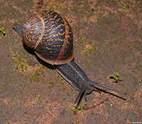 VA_LandSnails