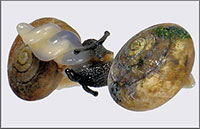 VA_LandSnails