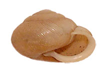 VA_LandSnails