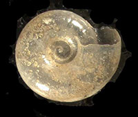 VA_LandSnails