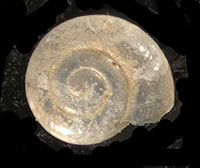 VA_LandSnails