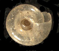 VA_LandSnails