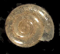 VA_LandSnails