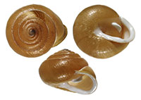 VA_LandSnails