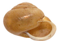 VA_LandSnails