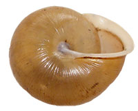 VA_LandSnails