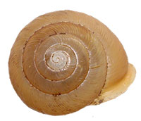 VA_LandSnails