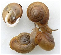 VA_LandSnails