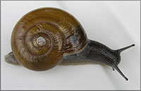 VA_LandSnails
