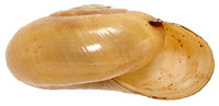 VA_LandSnails