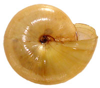 VA_LandSnails