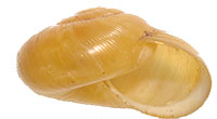 VA_LandSnails