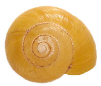 VA_LandSnails