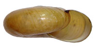 VA_LandSnails