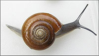 VA_LandSnails