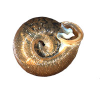 VA_LandSnails