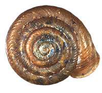 VA_LandSnails