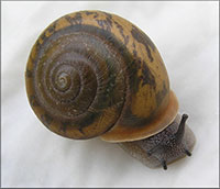 VA_LandSnails