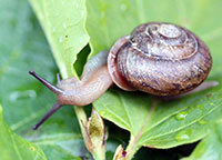 VA_LandSnails