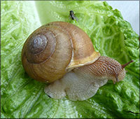 VA_LandSnails