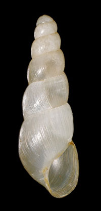 VA_LandSnails