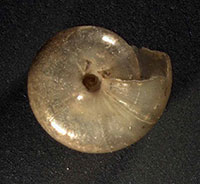 VA_LandSnails