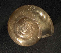 VA_LandSnails