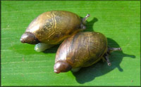 VA_LandSnails