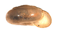 VA_LandSnails