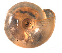 VA_LandSnails