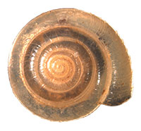 VA_LandSnails