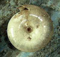 VA_LandSnails