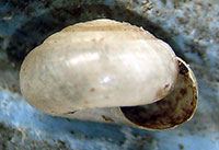 VA_LandSnails