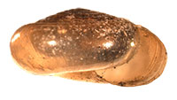 VA_LandSnails