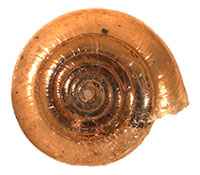 VA_LandSnails