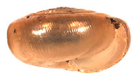 VA_LandSnails