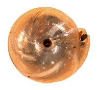 VA_LandSnails