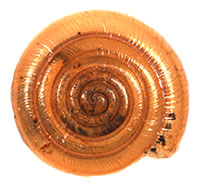 VA_LandSnails