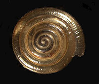 VA_LandSnails