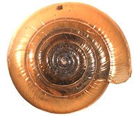 VA_LandSnails