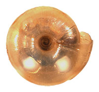 VA_LandSnails