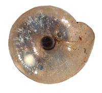 VA_LandSnails