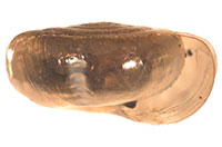 VA_LandSnails