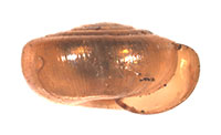 VA_LandSnails